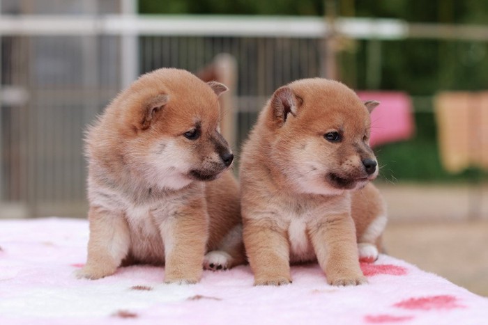 横を向く2匹の犬