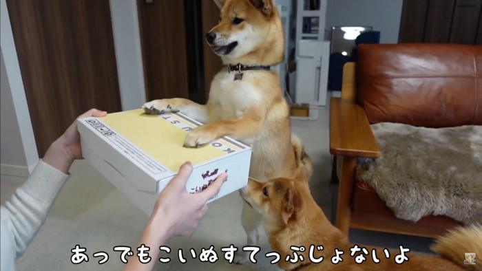 ドギーバッグを開封！
