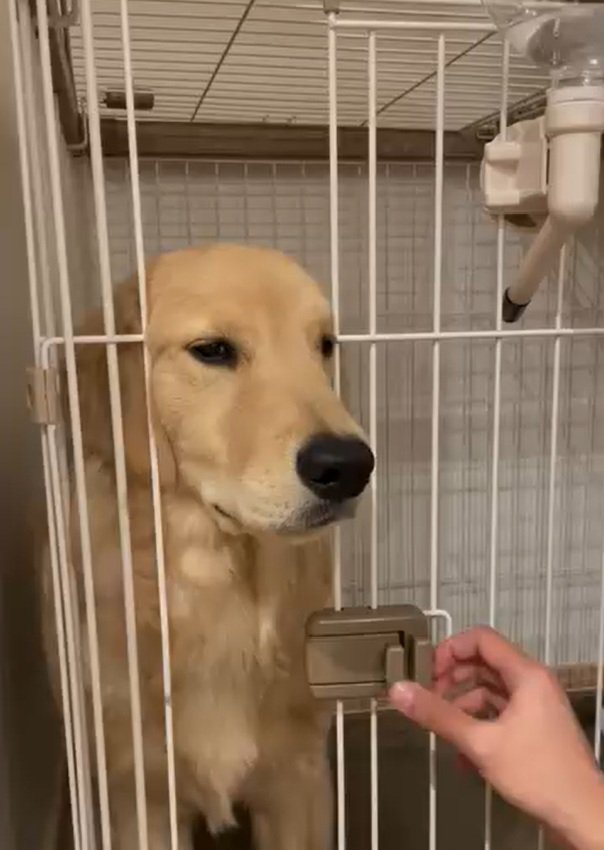 ケージでおすわりするかやちゃん