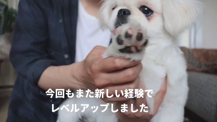 肉球を見せる犬