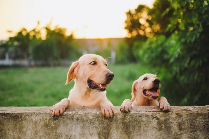 塀から顔を出すラブラドール成犬と子犬