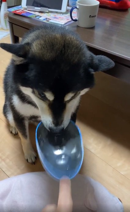 容器を離し始める飼い主さん