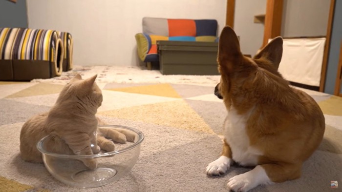 後ろを見る犬と猫