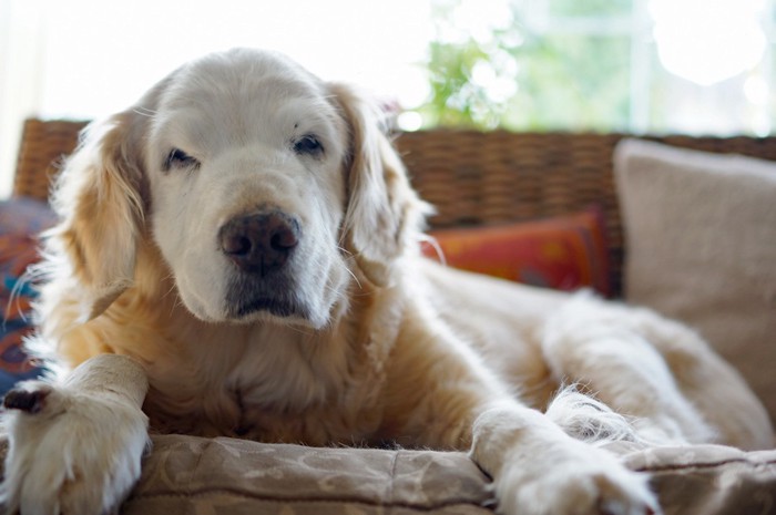 ソファーの上で眠そうな老犬