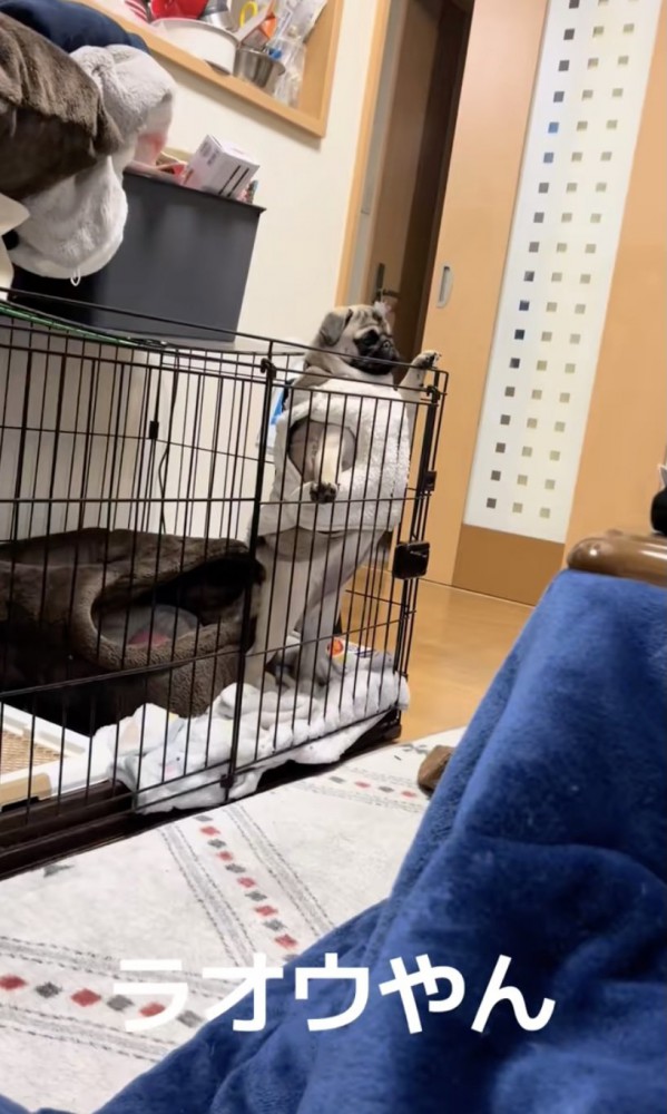 じっと部屋を見ている…