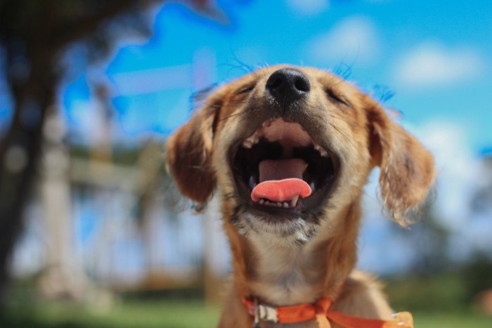 口を開ける犬