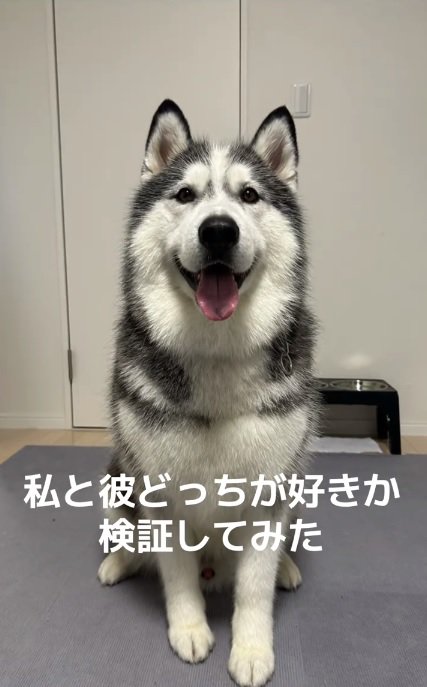 シベリアンハスキーのケールくん