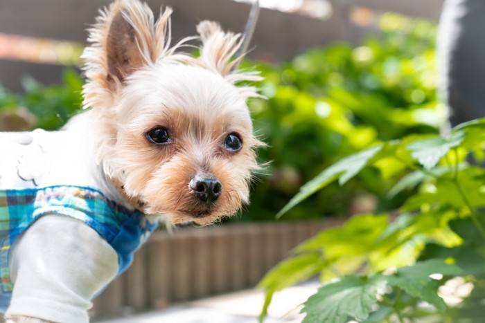 散歩中に見つめる犬