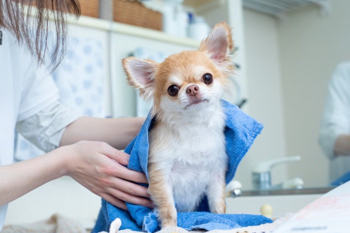 体を拭く犬
