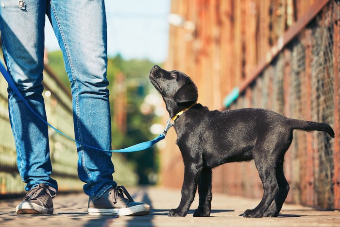 散歩中に飼い主を見上げる犬