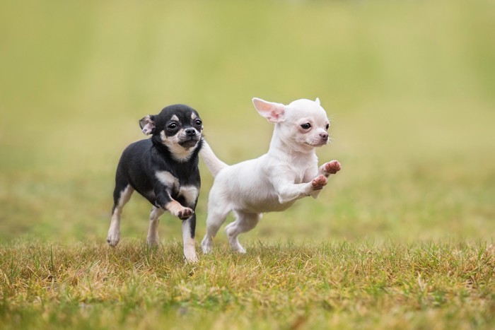 原っぱを楽しそうに走る毛色が異なるチワワの子犬たち