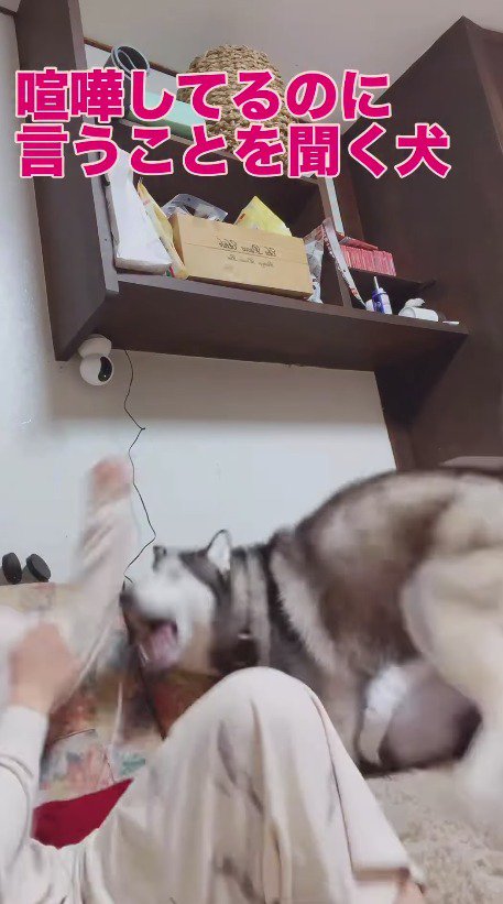 飼い主のパンチをかわす犬