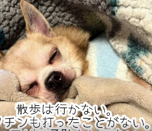 お散歩もワクチンもやったことがない…