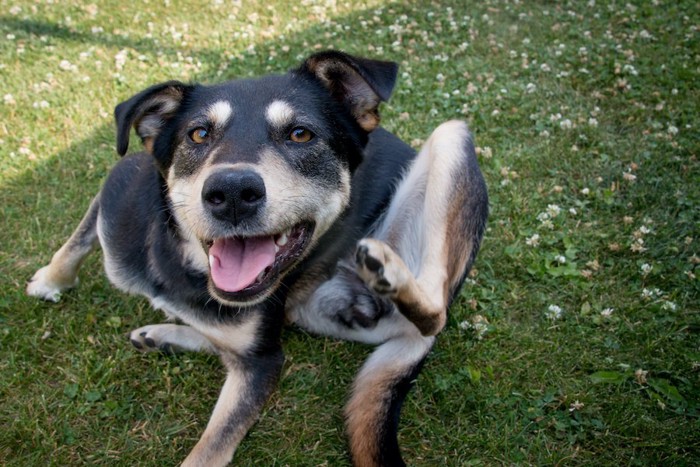 芝生の上に座って笑顔でカキカキする犬