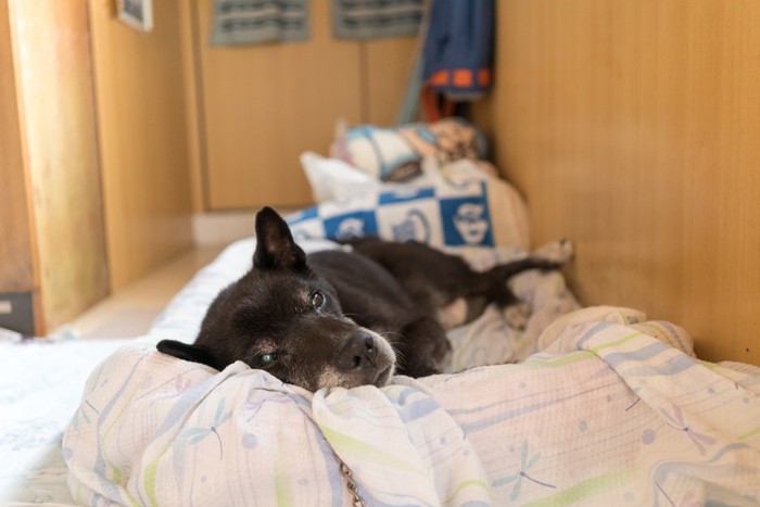 犬用ベッドで寝ている犬