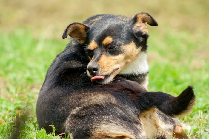 目を細めて背中を舐めようとしている犬