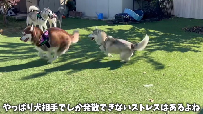 友達犬と遊ぶいちみちゃん