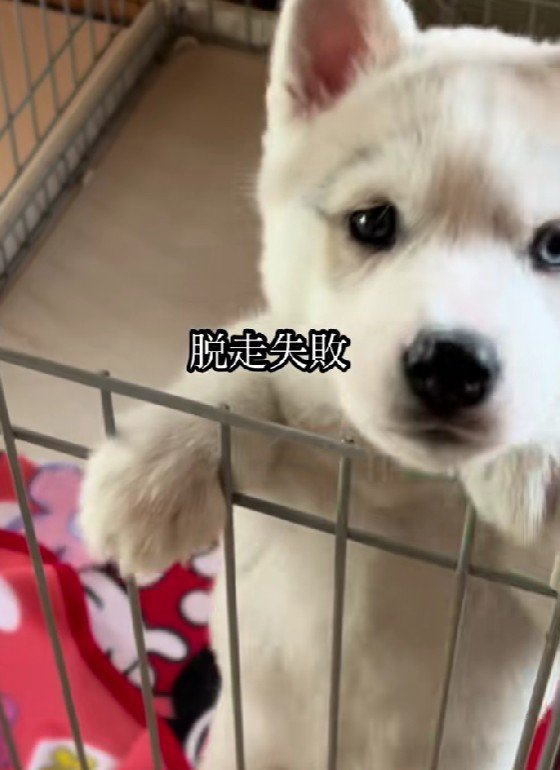 脱走を試みるも…