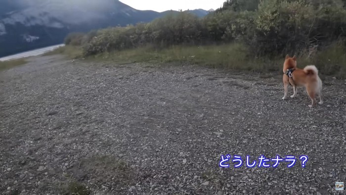 ナラちゃんが気配を察知!?