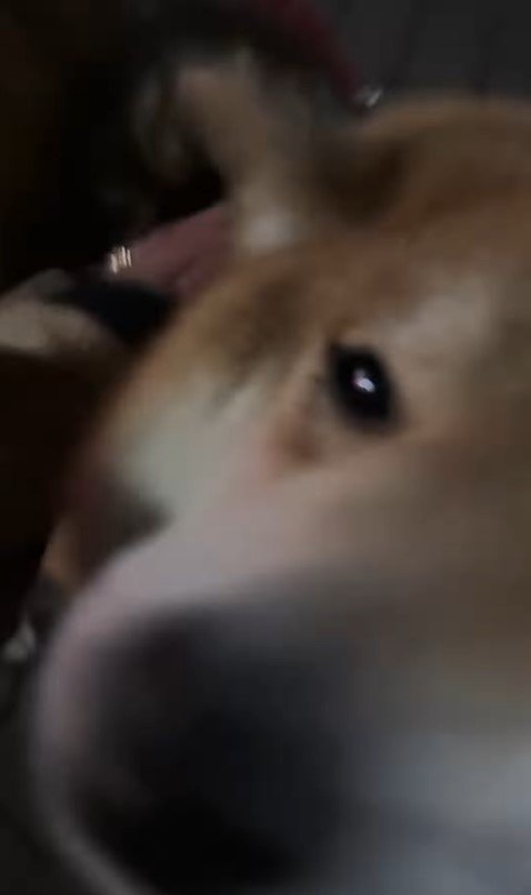 はちちゃんにドッキリを仕掛けた時の反応7