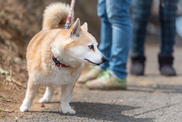 散歩中の犬