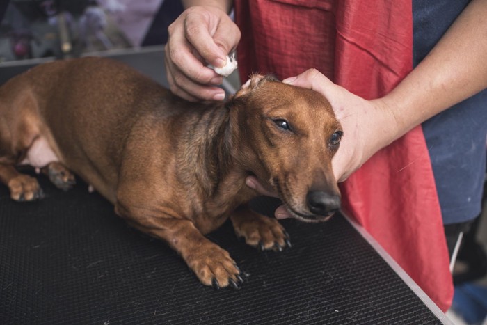 耳掃除されている犬