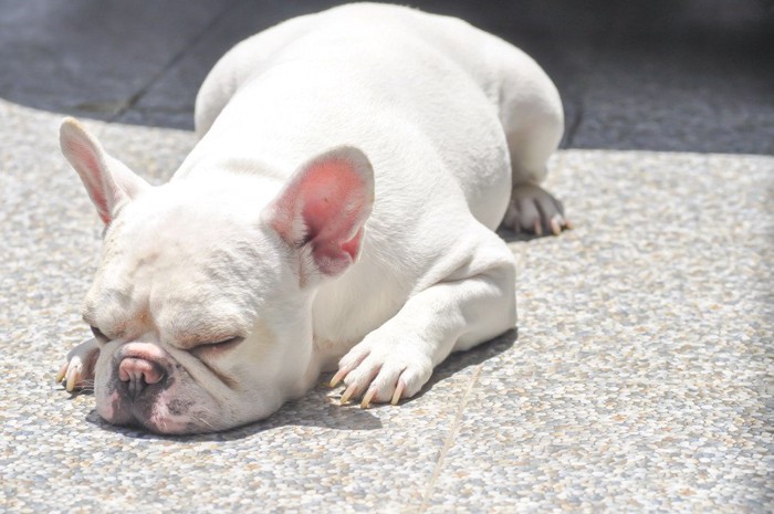 地面の上で眠る白いフレンチブルドッグ