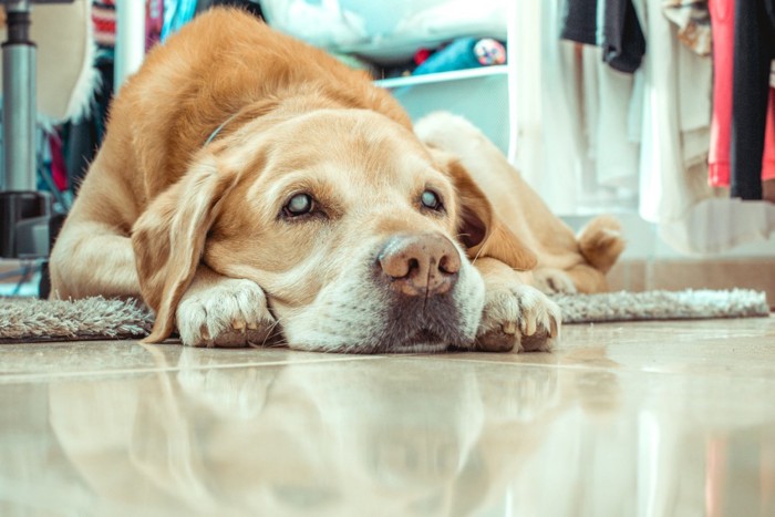 伏せをする白内障の犬