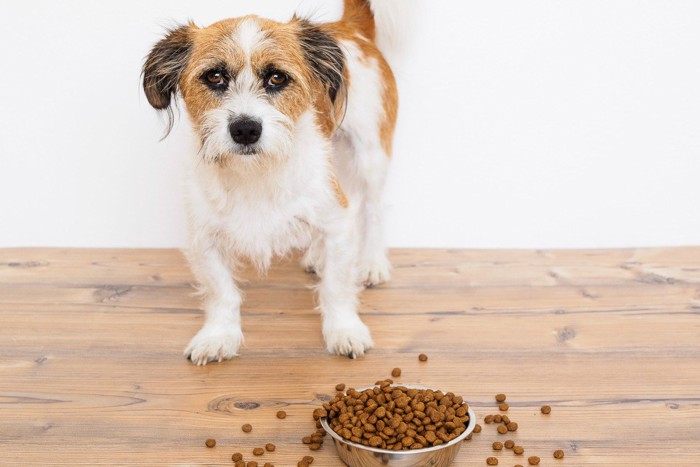 ドッグフードを食べ散らかしている犬