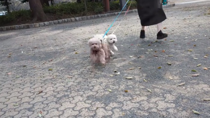 おじいちゃんに気づいた2匹