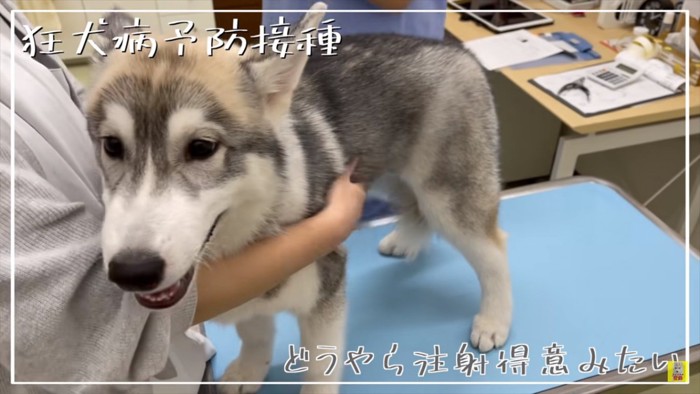 注射は平気なもんちゃん