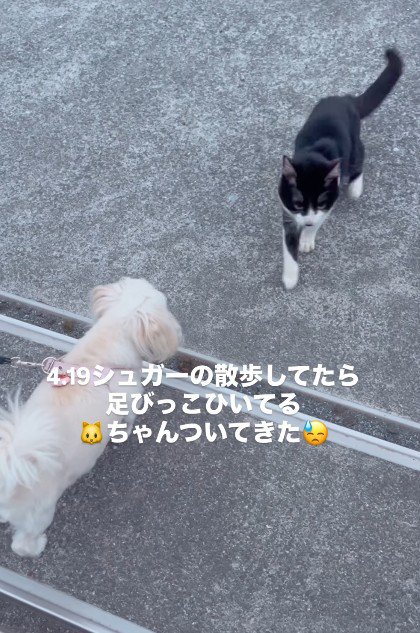 なぜかボロボロだった