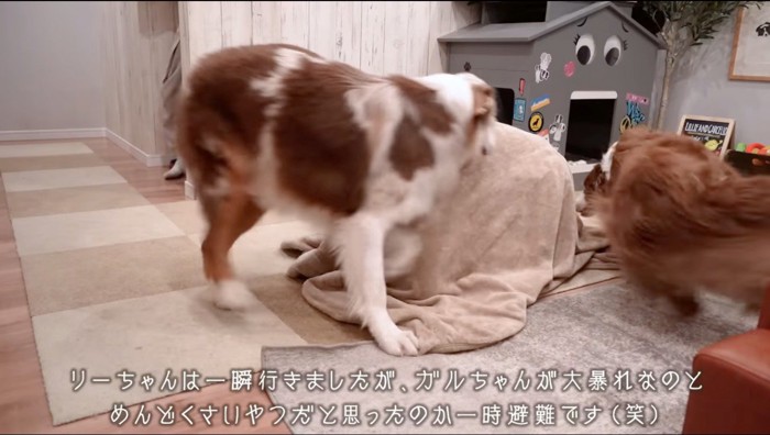 毛布の匂いを嗅ぐ2匹の犬