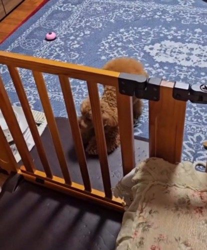 飼い主を見て激しくしっぽを振る犬