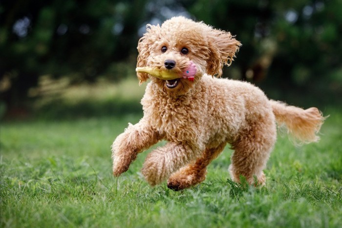 おもちゃを咥えて走る犬