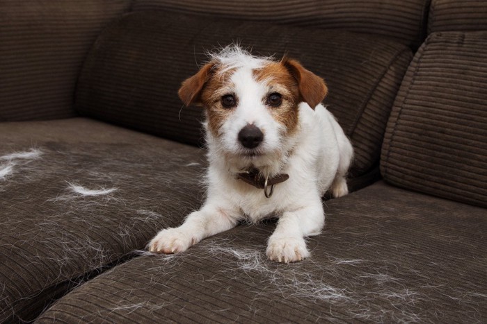 ソファの上の犬と抜け毛