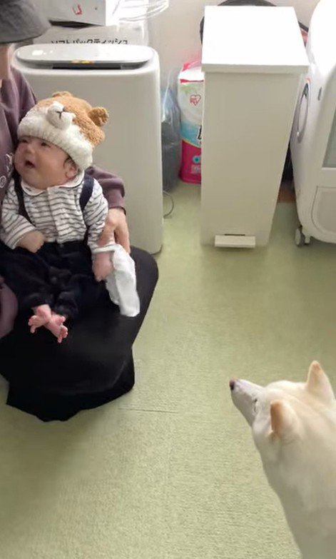 おまめちゃんと赤ちゃんの別れ8