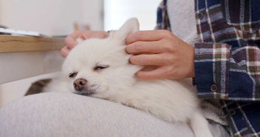 頭をマッサージされてうっとりしている白い犬