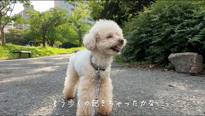 道の途中で立ち止まる犬