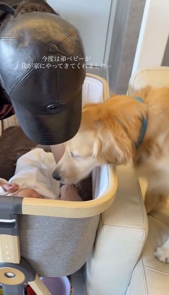 クンクン