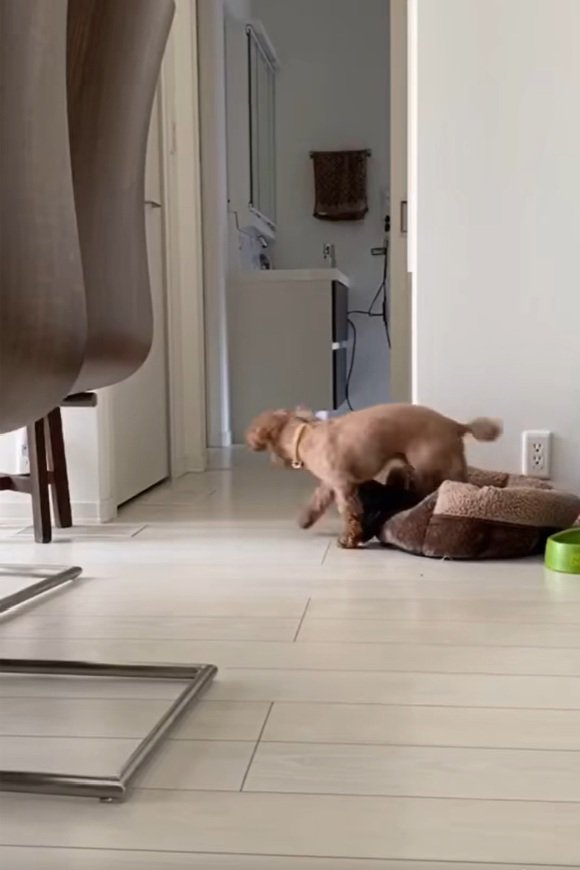 もう一枚取りに行くりゅっくちゃん