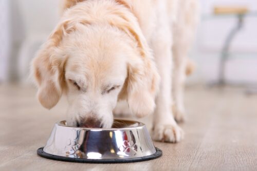 ごはんを食べる犬