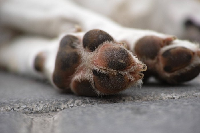 横たわる犬の肉球