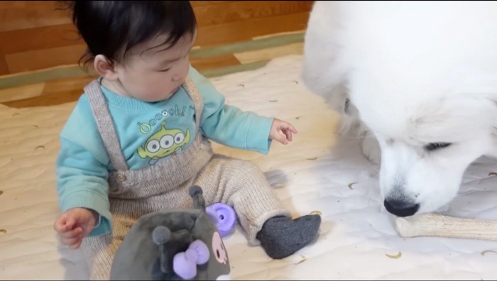 犬のおもちゃを見つめる赤ちゃん