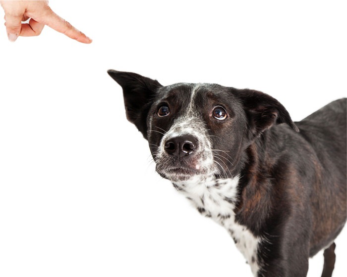 犬が尻ごむ