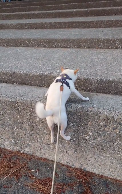 プルプル震えるワンコ