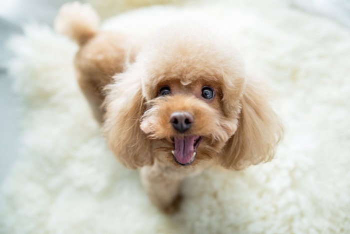 笑顔で見上げる犬