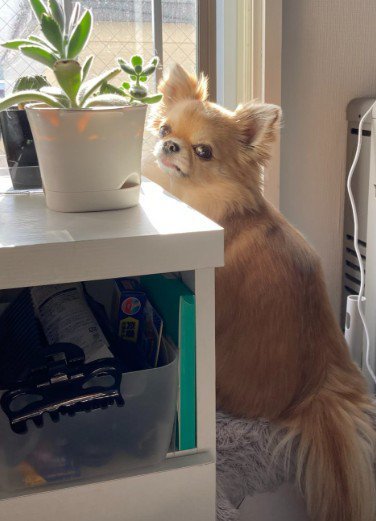 「証拠でもあるのかしら…？」