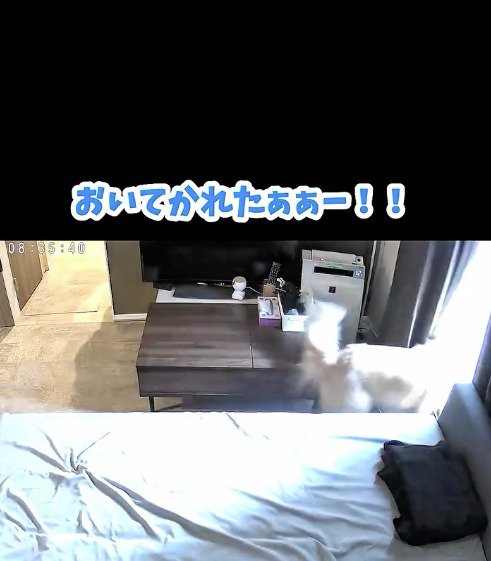窓から外を見る犬