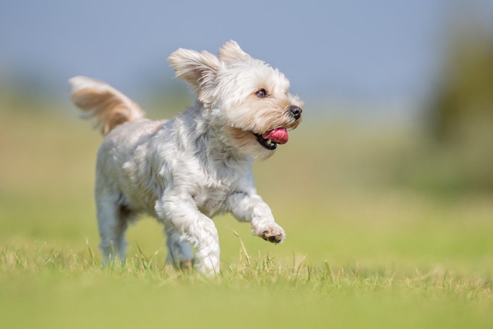 芝生の上を走る犬